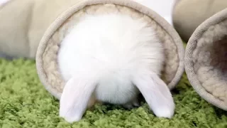 Baby bunnies doing the cutest things, EVER!