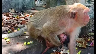 New Born Baby Monkey Just A Few Days Old