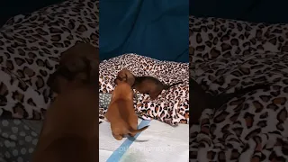 Playful puppies | 7 weeks old