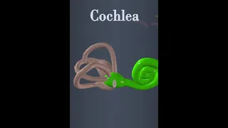 Cochlea structure #education