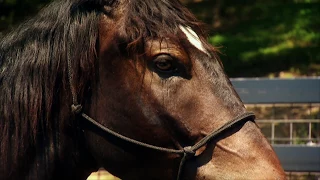 America's Wild Mustang-Untamed Legacy PBS Documentary