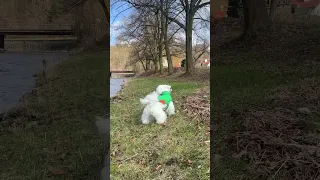 Run, run, ruuun… 🐶🤣 #dog #puppy #viral #funny #cute