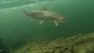 Cutthroat trout keepers Northwest Oregon