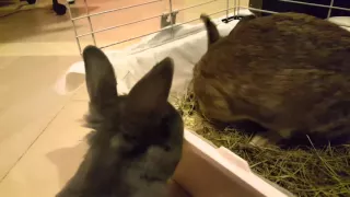 Angry Rabbit makes sounds