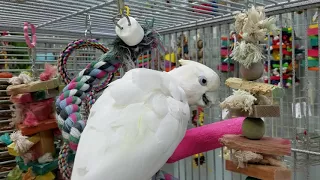 Popcorn - Ducorps Cockatoo