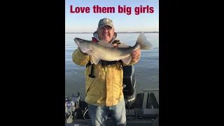 Lake Erie Hunting for Walleyes