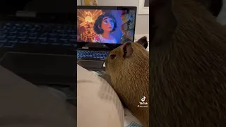Capybara likes the movie Encanto.