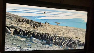 Disneynature Penguins 2019: Steve protecting his chicks!