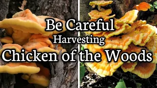 Be careful when harvesting Chicken of the Woods mushrooms
