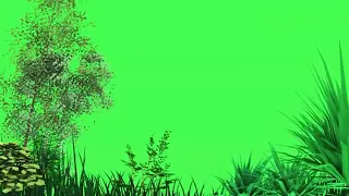 Forest Green Screen Video | green screen(free use)