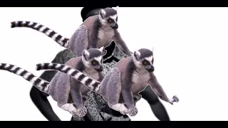 YONKERS But Tyler is 3 Lemurs