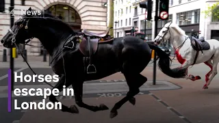 Military horses rampage through streets of London