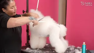 How to Trim Poodle Topknot Crest Neck Spray Up Hair w/ Irina Pinkusevich