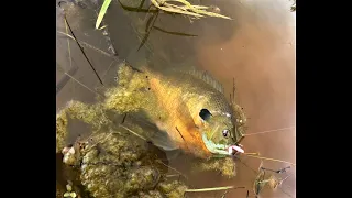 BEDDING BLUEGILL TIPS...PART THREE...Fishing in Muddy Water