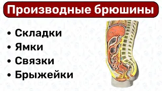 Производные брюшины: строение брыжейки, связки, складки брюшины, ход брюшины, анатомия брюшины