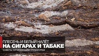 Плесень и белый налёт на табаке и сигарах - что это такое? // Советы начинающим