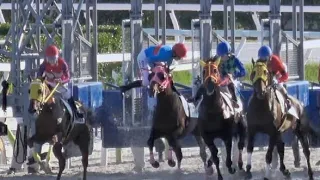 一人で大逃げ‼圧勝劇 ハヴィティペイ  ゴールしてさらに計３周走る【カラ馬】【落馬】【東京ダービー】day  現地映像