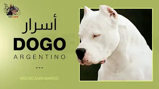 Dogue Argentin - أسرار دوجو أرجنتينو