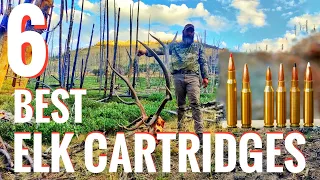 6 Best Elk Cartridges (Tips from a Professional Guide)