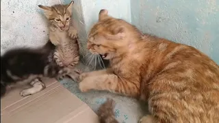 Mother Cat Scaring Rescue Kitten Even Her Own Kitten Got Scared  || Mother Adopted Him In 2 Days ||