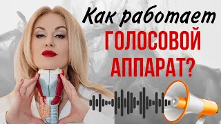 Как работает голосовой аппарат?