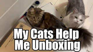 My cats help me unboxing