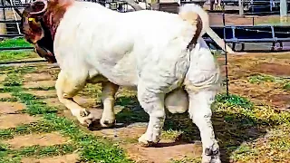 The Most Unique Goats In The World