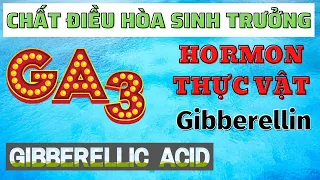GA3 Gibberellic acid | Chất điều hòa sinh trưởng | Hormon thực vật Gibberelin | Kéo dài tế bào