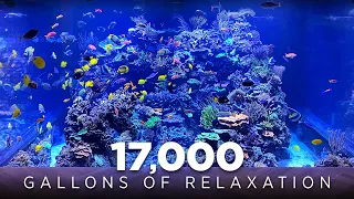 17,000 Gallon Reef Aquarium Relaxation & Chill [4K]