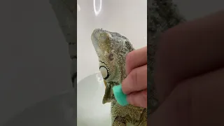 Pet Iguana Blissfully Enjoys Bath Time