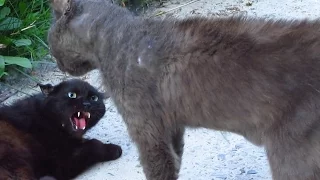 Angry cats screaming on the street