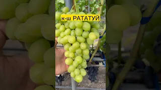 Сорт винограду к-ш Рататуй