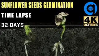 Sunflower Seeds Germination & Growth Time lapse - Soil cross section - Growing Plant