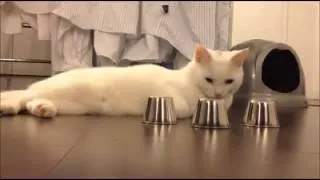 Cats are smarter than you could imagine