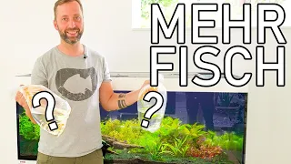 FISCHE KAUFEN für 500l Bepflanztes Aquarium