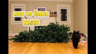 Funny Cats 😹 cat vs christmas tree  коты против ёлки , кот уронил ёлку  cats against the tree