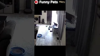 Funny Pets Ep. 71 #shorts