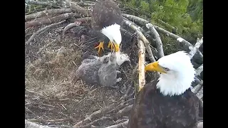 White Rock eagles BC  05 03 24 Congrats Mom & Dad's eaglets🦅 have been named Xray & Whiskey