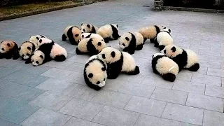 Панды едят и развлекаются как  в Кунг-фу Панда