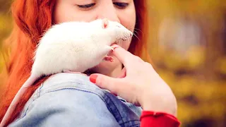 7 Ways to Form an Unbreakable Bond with Your Rat