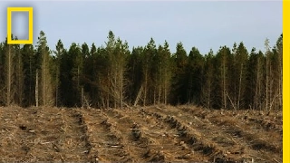 Here, Cutting Down Millions of Trees is Actually a Good Thing | National Geographic