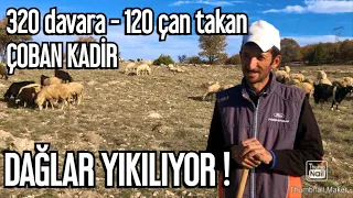 320 KOYUN - KEÇİYE 120 ÇAN / DAĞLAR YIKILIYOO!! ÇOBAN KADİR