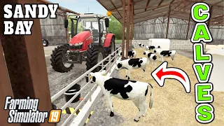 CALVES ON THE FARM FOR THE FIRST TIME EVER!  | Sandy Bay Farming Simulator 19 - Episode 16