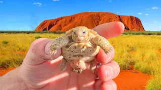 A Surprise Baby Tortoise Hatching!