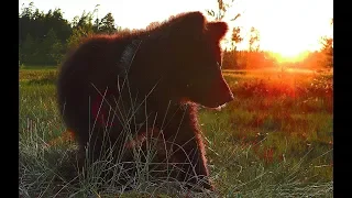 Волшебная полянка. Познавательный фильм для детей | Film Studio Aves