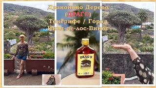 Драконово Дерево (ДРАГО) / Тенерифе / Икод де Лос Винос / Парк Драцены / смотрите на ютуб