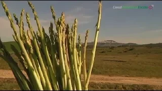 Espárragos trigueros de Medina Sidonia, Cádiz