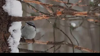 Чеускинский бор