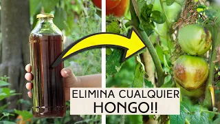 ELIMINA HONGOS y PLAGAS DEL HUERTO, Casero y ECOLOGICO! a la vez es FERTILIZANTE! fungicida potente