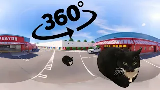 Maxwell The Cat 360° - CAT IN THE SUPERMARKET PARKING | VR/360 VIDEO IN 4K